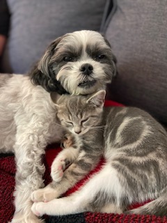 dog and cat